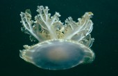 科学探索：水母捕捉鼾声给睡眠起源提供线索
